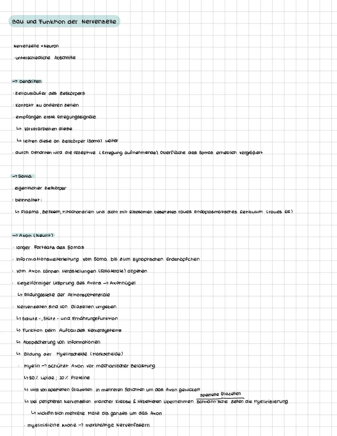 Neurobiologie Abi 25