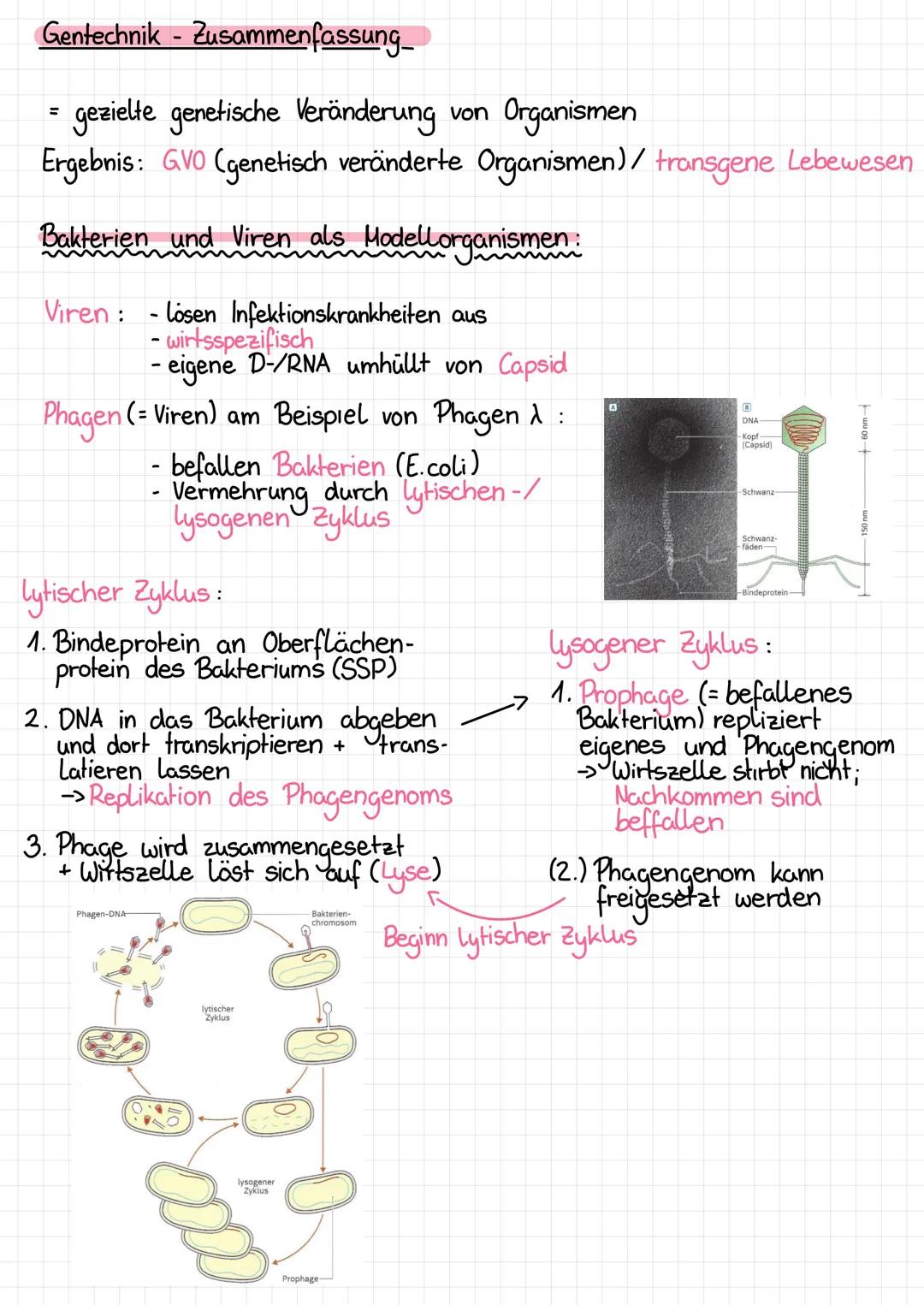 Gentechnik - Zusammenfassung_
=
gezielte genetische Veränderung von Organismen
Ergebnis: GVO (genetisch veränderte Organismen) / transgene