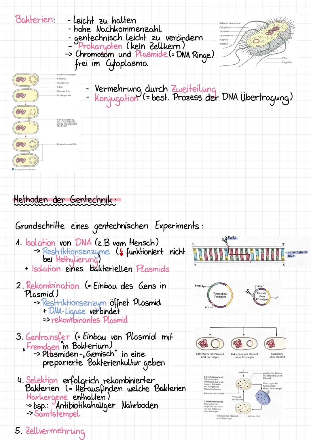 Gentechnik - Zusammenfassung_
=
gezielte genetische Veränderung von Organismen
Ergebnis: GVO (genetisch veränderte Organismen) / transgene