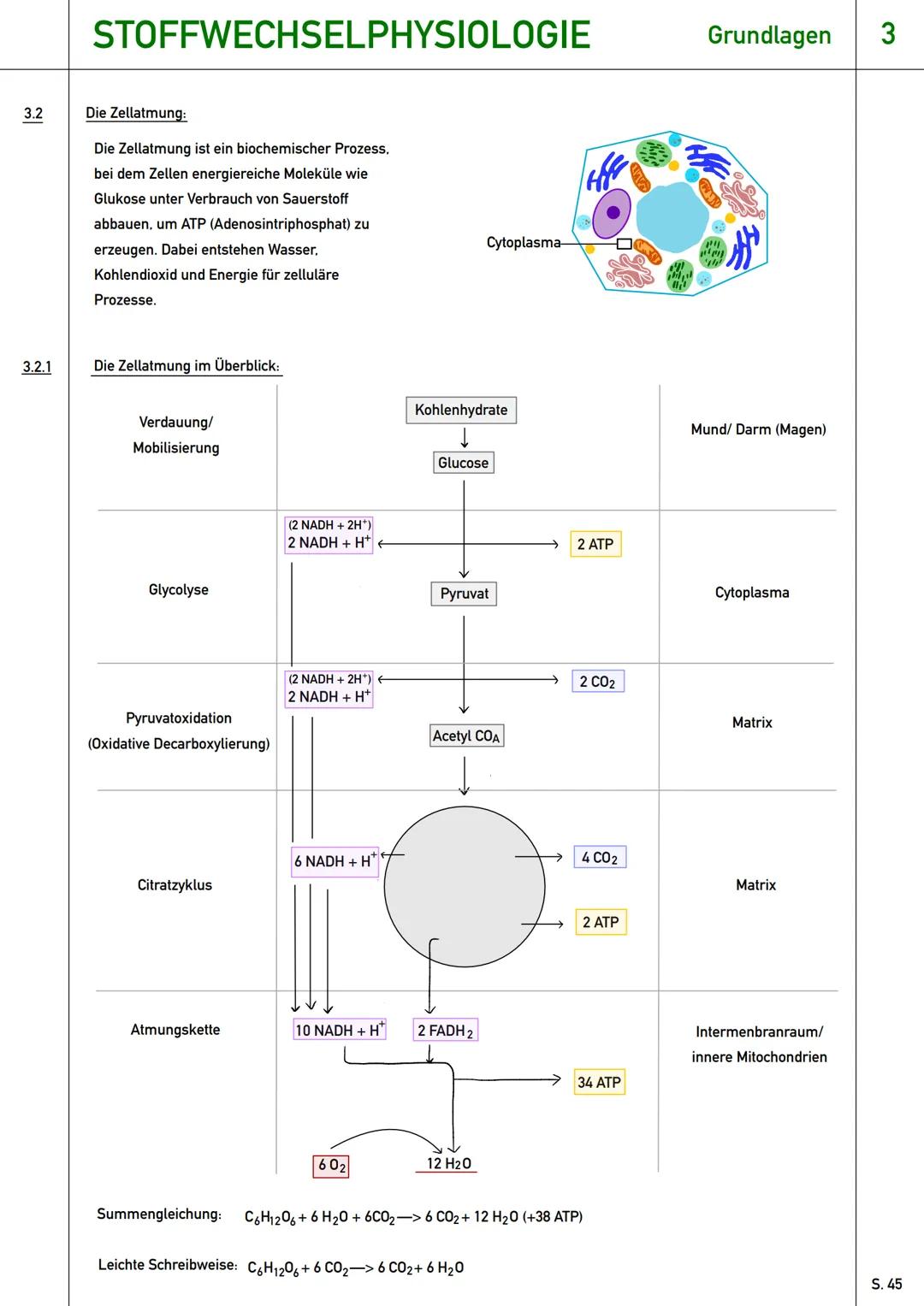 # Stoffwechselphysiologie
Qualifikationsphase (Q1) --- OCR Start ---
STOFFWECHSELPHYSIOLOGIE
Grundlagen 3
3.0 Einstieg: Assimilation und Di