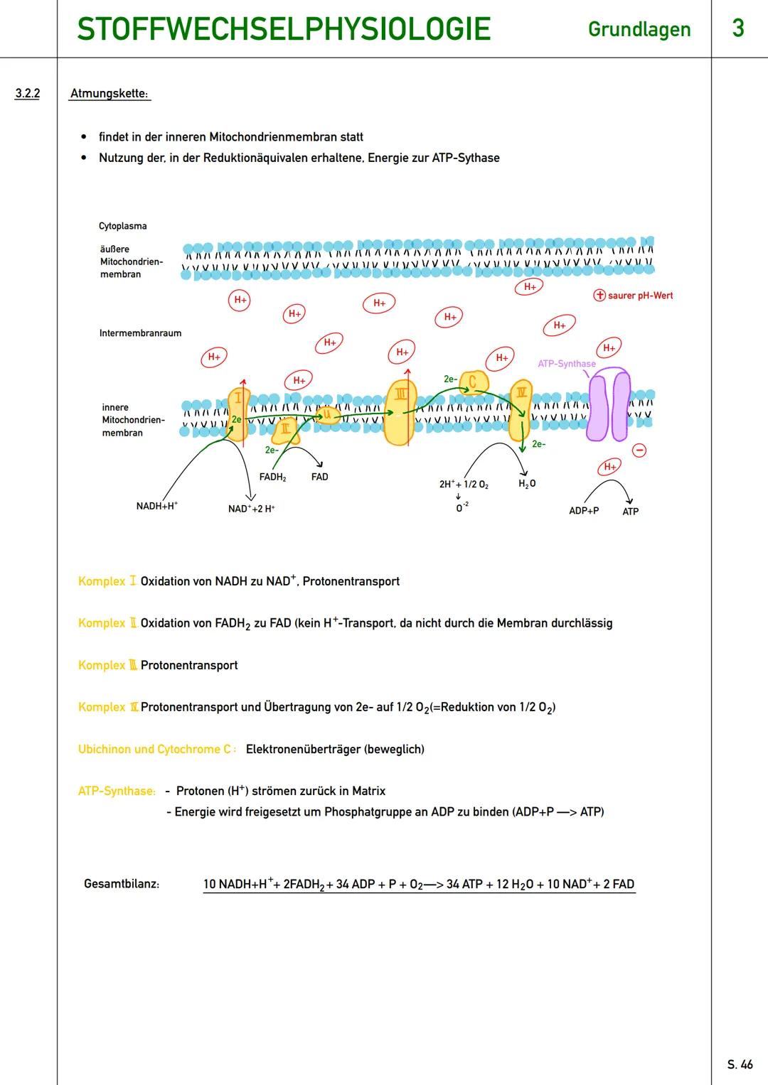 # Stoffwechselphysiologie
Qualifikationsphase (Q1) --- OCR Start ---
STOFFWECHSELPHYSIOLOGIE
Grundlagen 3
3.0 Einstieg: Assimilation und Di