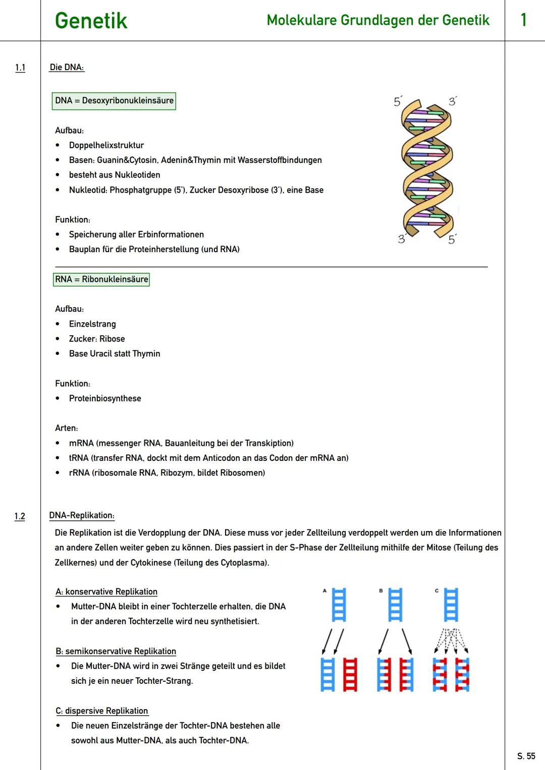 # Genetik
Qualifikationsphase (Q2) # Genetik
Wiederholung
0 Wiederholung - Grundlagen der Genetik:
* Gen: Abschnitt der DNA, der für e