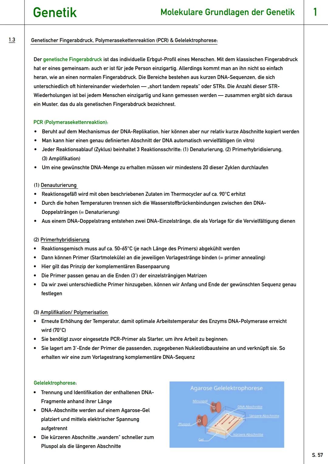 # Genetik
Qualifikationsphase (Q2) # Genetik
Wiederholung
0 Wiederholung - Grundlagen der Genetik:
* Gen: Abschnitt der DNA, der für e