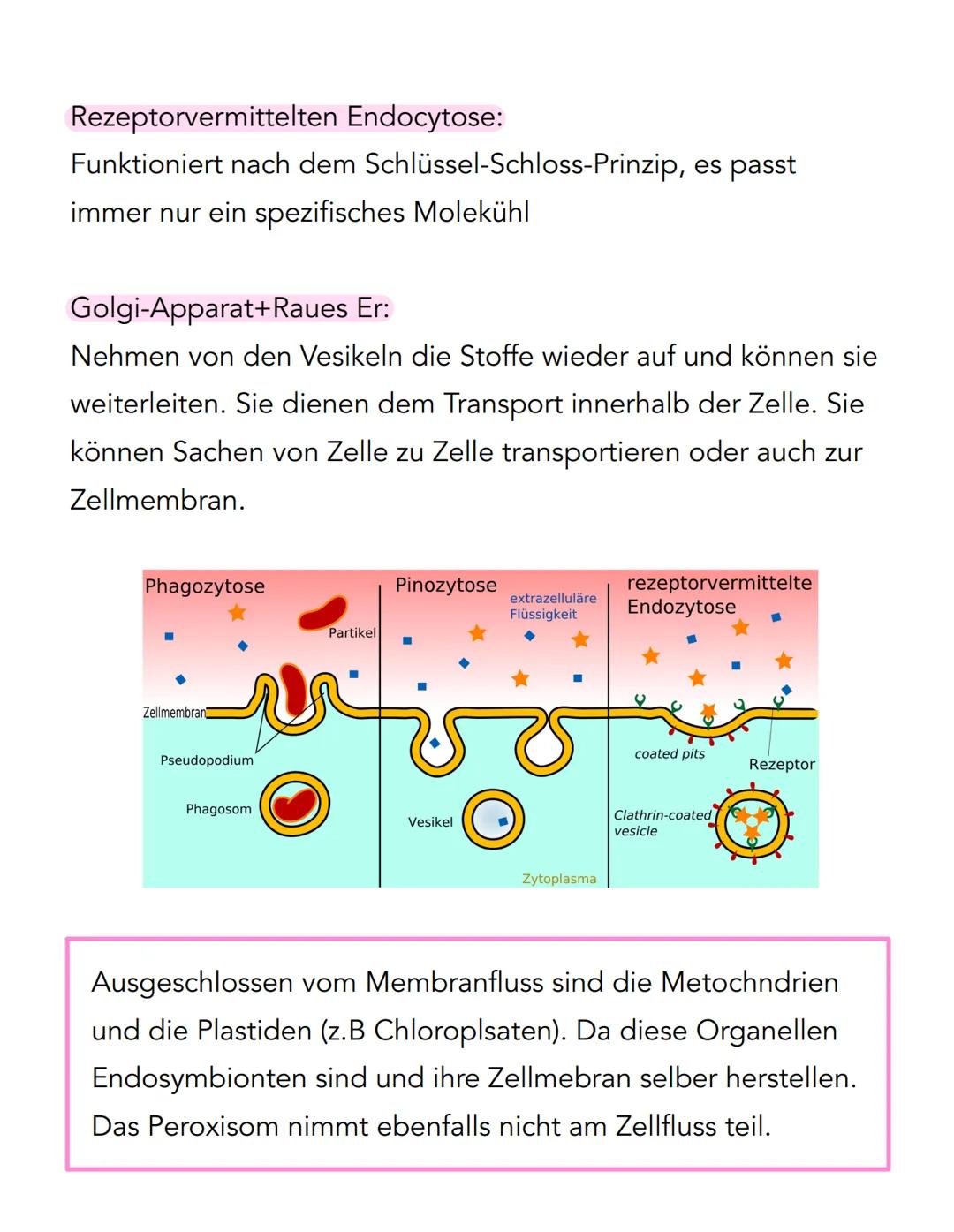# Membranfluss
• Exocytose.
• Pinocytose
• Rezepto vermittelte Endocytose
• Phagocytose
Zellmembran
Vesikel
coated Vesikel
Nahrungsvakuole
L