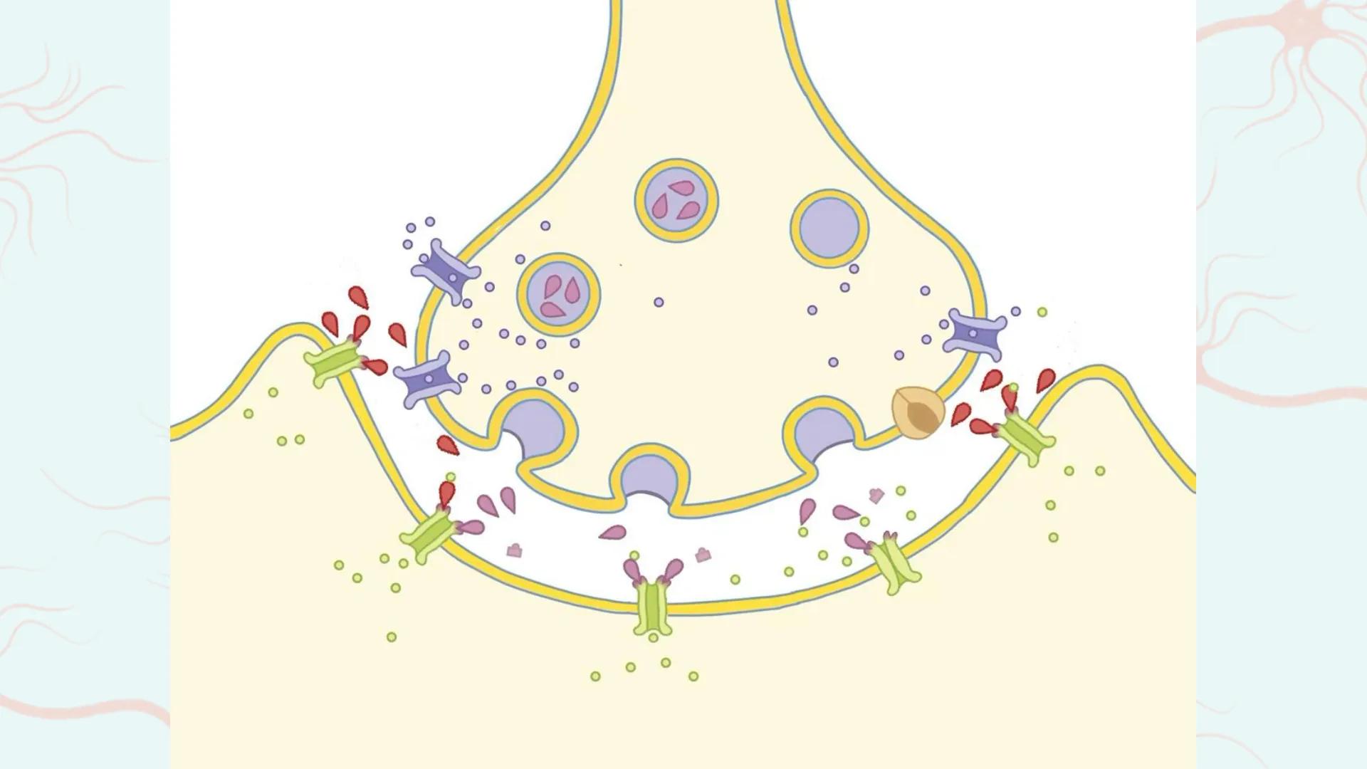# Das Nervengift
# Nikotin
Amelie Dehm, Josefine Lang # Inhalt
Allgemeine Infos
Folgen
Nikotin an der Synapse
Vergiftung und Therapien