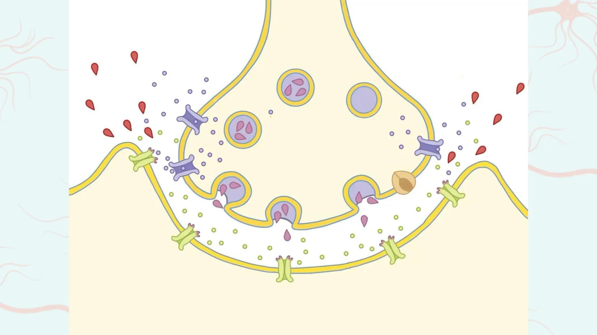 # Das Nervengift
# Nikotin
Amelie Dehm, Josefine Lang # Inhalt
Allgemeine Infos
Folgen
Nikotin an der Synapse
Vergiftung und Therapien