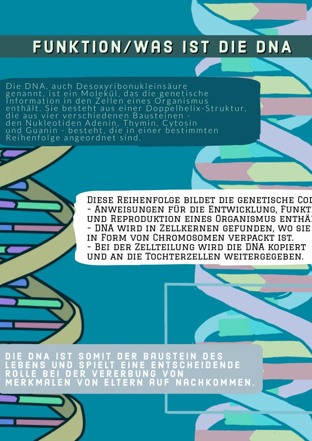# DNA
STRUKTUR
Von Barbara Fruci # INHALTSVERZEICHNIS
1. Was ist die DNA/Funktion
2. Aufbau
3. Nucleotiden
4. Chemischer Aufbau
5. Vier Säu