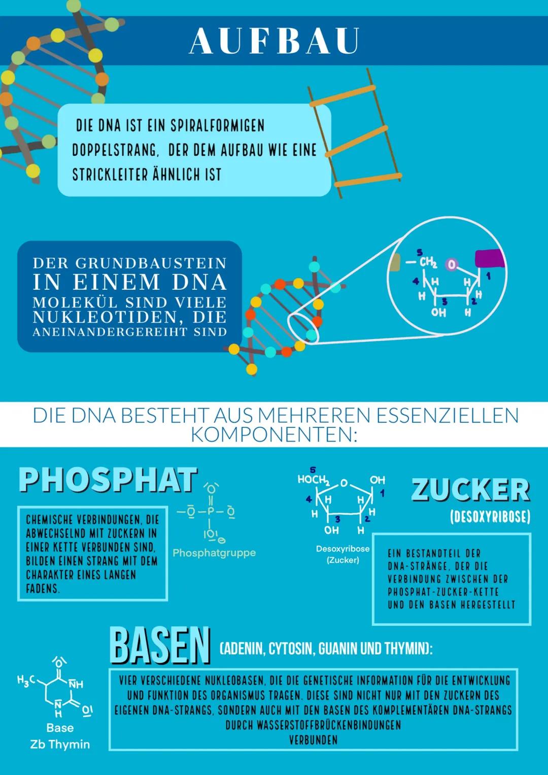 # DNA
STRUKTUR
Von Barbara Fruci # INHALTSVERZEICHNIS
1. Was ist die DNA/Funktion
2. Aufbau
3. Nucleotiden
4. Chemischer Aufbau
5. Vier Säu