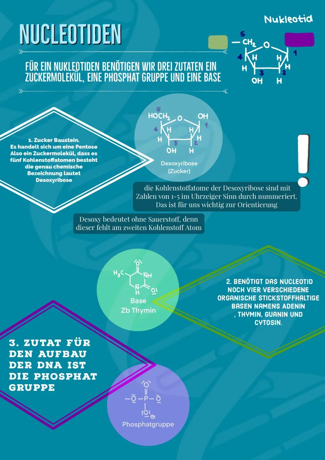 # DNA
STRUKTUR
Von Barbara Fruci # INHALTSVERZEICHNIS
1. Was ist die DNA/Funktion
2. Aufbau
3. Nucleotiden
4. Chemischer Aufbau
5. Vier Säu