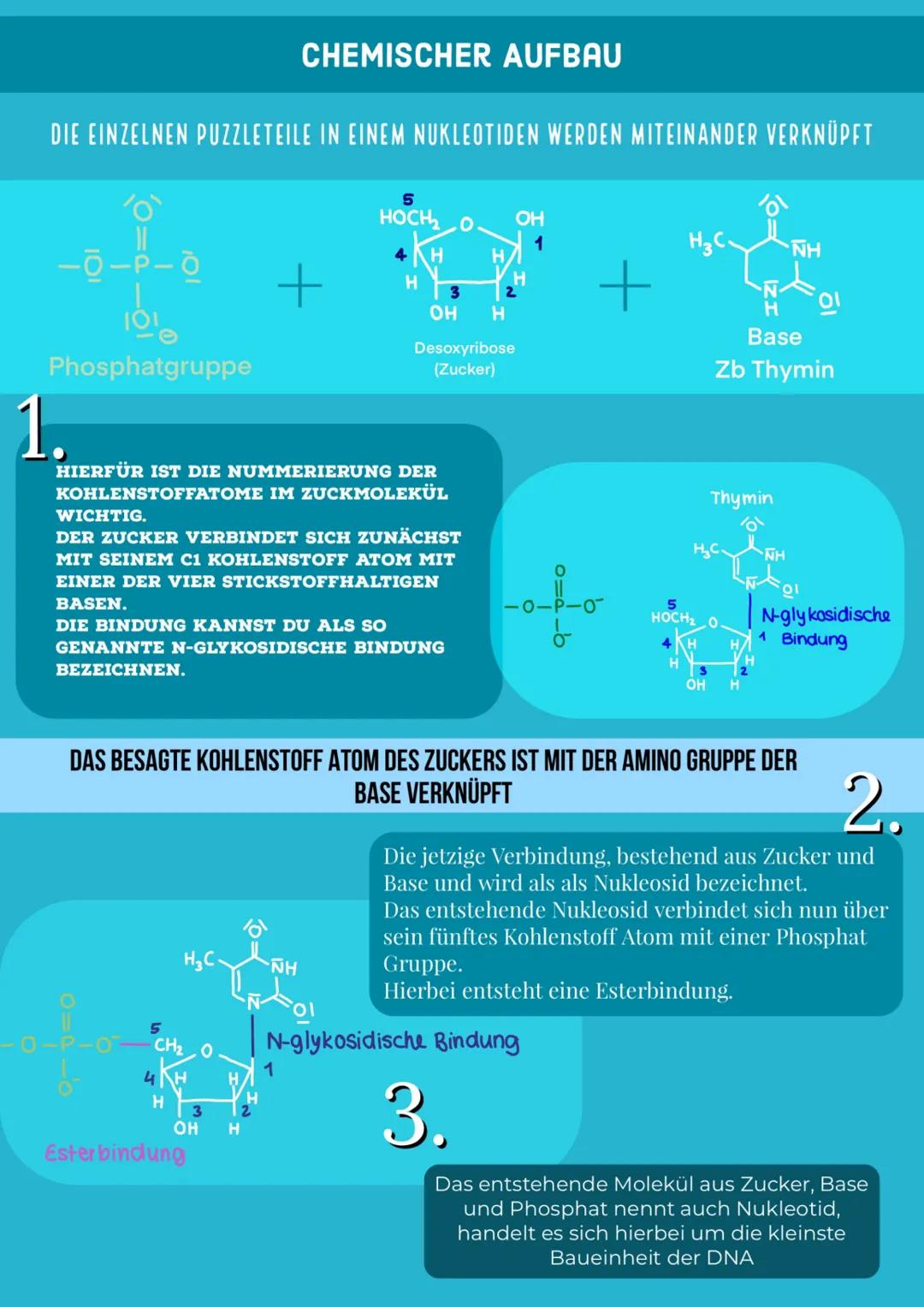 # DNA
STRUKTUR
Von Barbara Fruci # INHALTSVERZEICHNIS
1. Was ist die DNA/Funktion
2. Aufbau
3. Nucleotiden
4. Chemischer Aufbau
5. Vier Säu