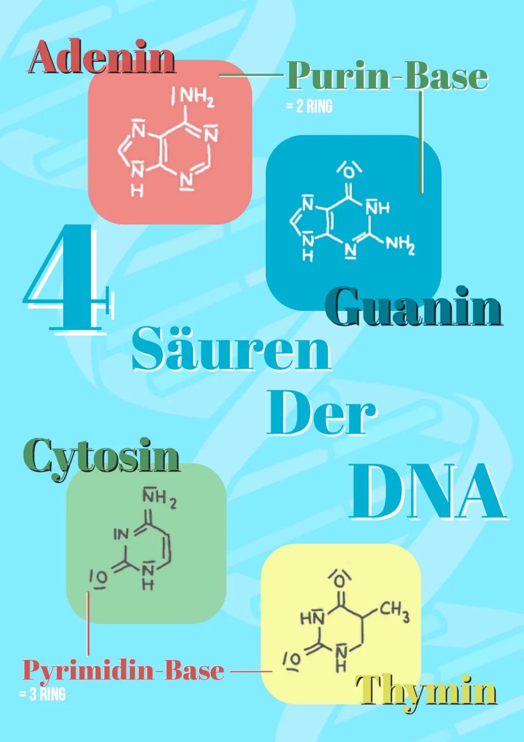 # DNA
STRUKTUR
Von Barbara Fruci # INHALTSVERZEICHNIS
1. Was ist die DNA/Funktion
2. Aufbau
3. Nucleotiden
4. Chemischer Aufbau
5. Vier Säu