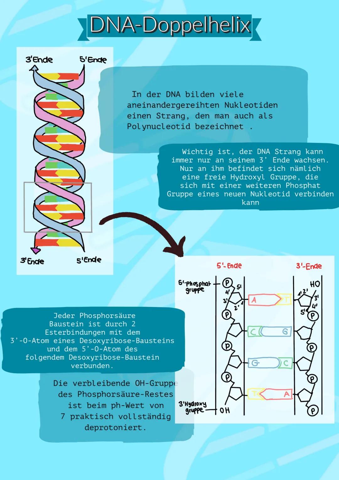# DNA
STRUKTUR
Von Barbara Fruci # INHALTSVERZEICHNIS
1. Was ist die DNA/Funktion
2. Aufbau
3. Nucleotiden
4. Chemischer Aufbau
5. Vier Säu