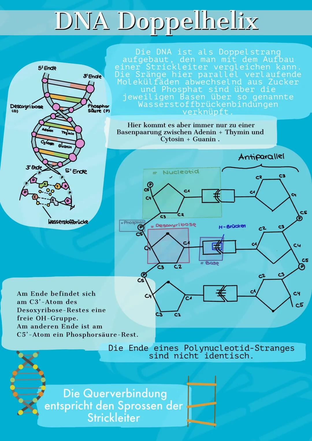 # DNA
STRUKTUR
Von Barbara Fruci # INHALTSVERZEICHNIS
1. Was ist die DNA/Funktion
2. Aufbau
3. Nucleotiden
4. Chemischer Aufbau
5. Vier Säu