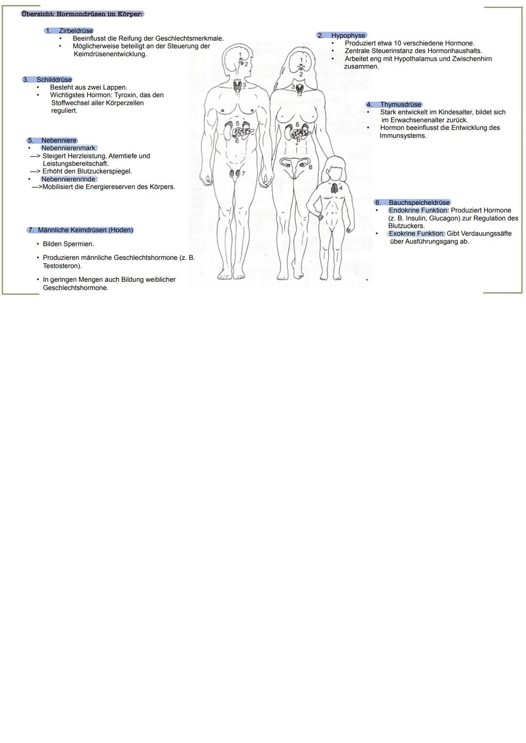 # Hormonsystem
Grundlagen: Hormone, endokrine Drüsen, Hormonklassen: Peptidhormone, Aminohormone,
Steroidhormone
>
die Regulation durch Ho