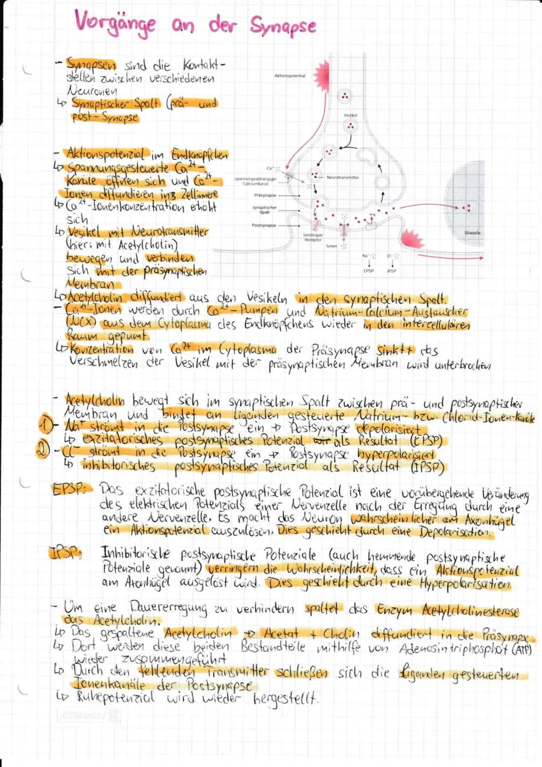 --- OCR Start ---
Neurobiologie
Aufbau und Funktion eines Neurons:
andere
Nervenzelle
SCHWANNsche Zelle
Zellmembran
-Zellkern
-Axonhügel
De