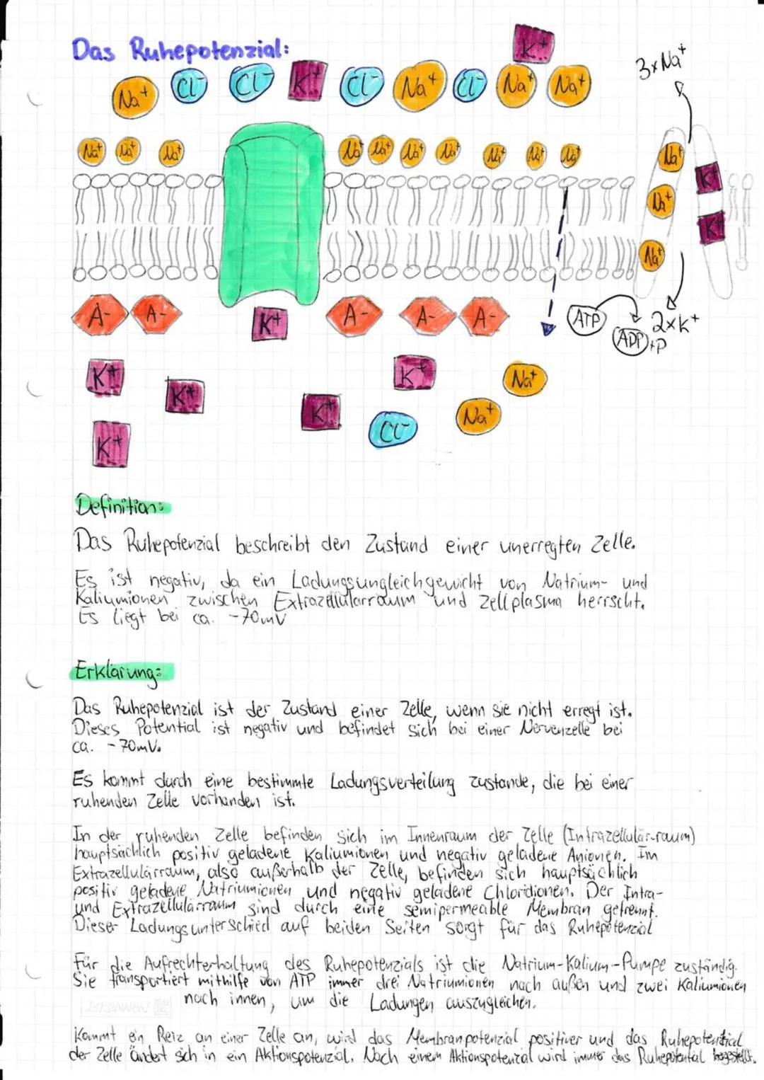 --- OCR Start ---
Neurobiologie
Aufbau und Funktion eines Neurons:
andere
Nervenzelle
SCHWANNsche Zelle
Zellmembran
-Zellkern
-Axonhügel
De