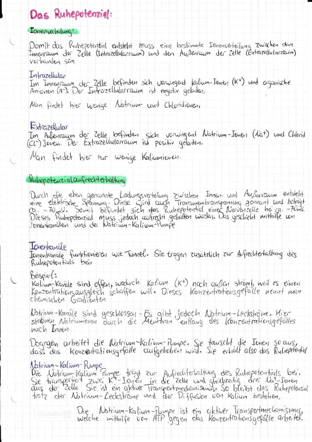 --- OCR Start ---
Neurobiologie
Aufbau und Funktion eines Neurons:
andere
Nervenzelle
SCHWANNsche Zelle
Zellmembran
-Zellkern
-Axonhügel
De