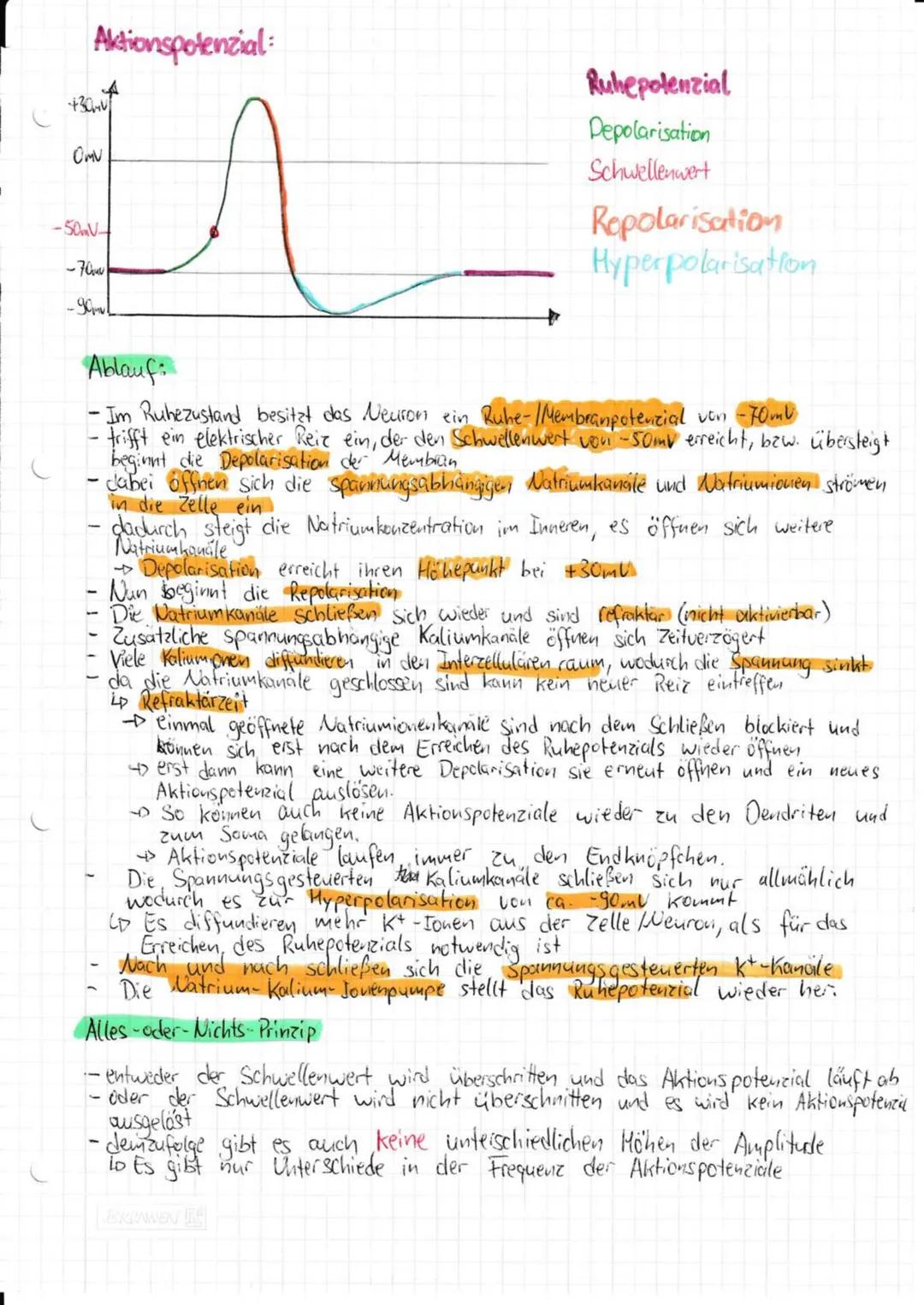 --- OCR Start ---
Neurobiologie
Aufbau und Funktion eines Neurons:
andere
Nervenzelle
SCHWANNsche Zelle
Zellmembran
-Zellkern
-Axonhügel
De