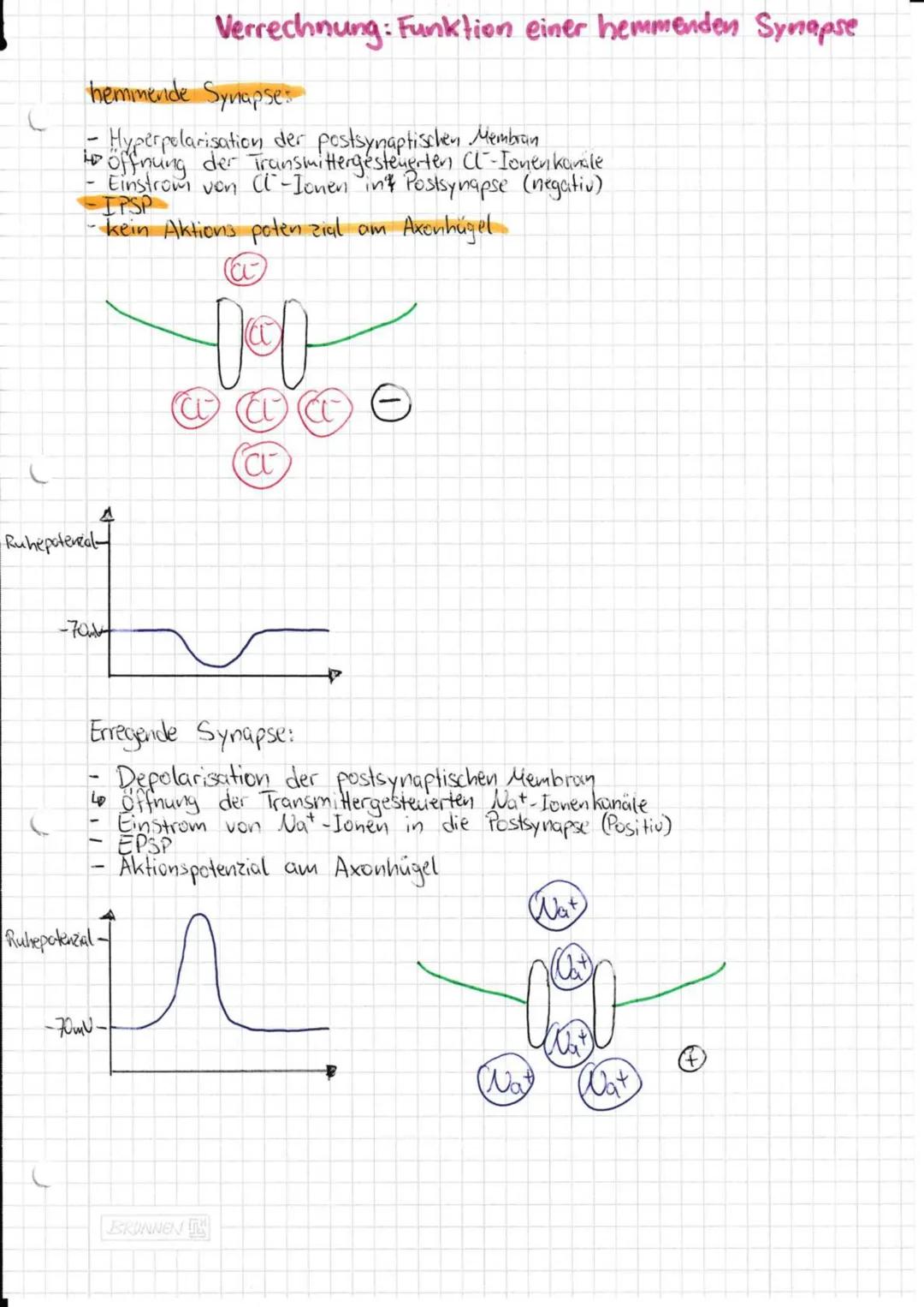 --- OCR Start ---
Neurobiologie
Aufbau und Funktion eines Neurons:
andere
Nervenzelle
SCHWANNsche Zelle
Zellmembran
-Zellkern
-Axonhügel
De