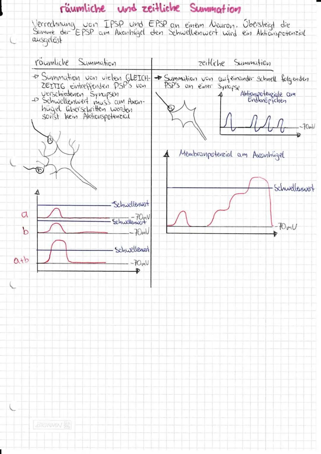 --- OCR Start ---
Neurobiologie
Aufbau und Funktion eines Neurons:
andere
Nervenzelle
SCHWANNsche Zelle
Zellmembran
-Zellkern
-Axonhügel
De