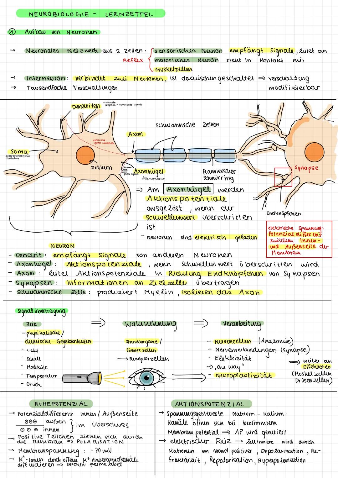 # Biologie Abitur Q3
Neurobiologie --- OCR Start ---
NEUROBIOLOGIE - 
LERNZETTEL
Aufbau von Neuronen
Neuronales Netzwerk aus 2 zellen: (sens