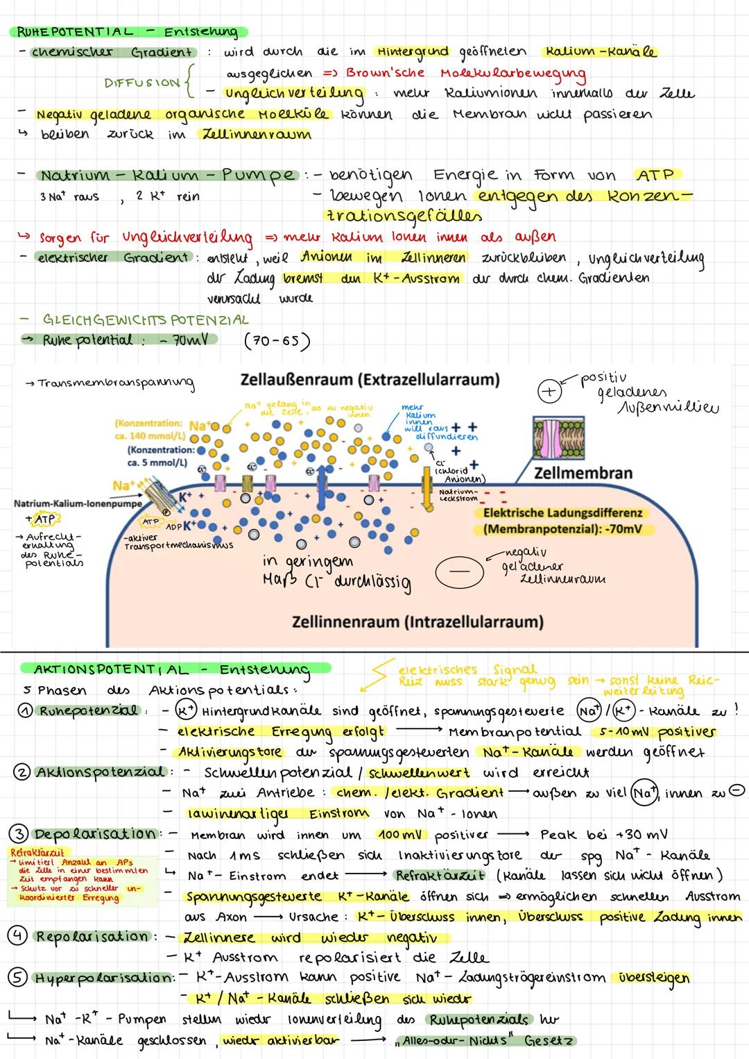 # Biologie Abitur Q3
Neurobiologie --- OCR Start ---
NEUROBIOLOGIE - 
LERNZETTEL
Aufbau von Neuronen
Neuronales Netzwerk aus 2 zellen: (sens