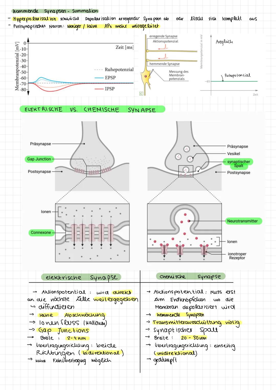 # Biologie Abitur Q3
Neurobiologie --- OCR Start ---
NEUROBIOLOGIE - 
LERNZETTEL
Aufbau von Neuronen
Neuronales Netzwerk aus 2 zellen: (sens