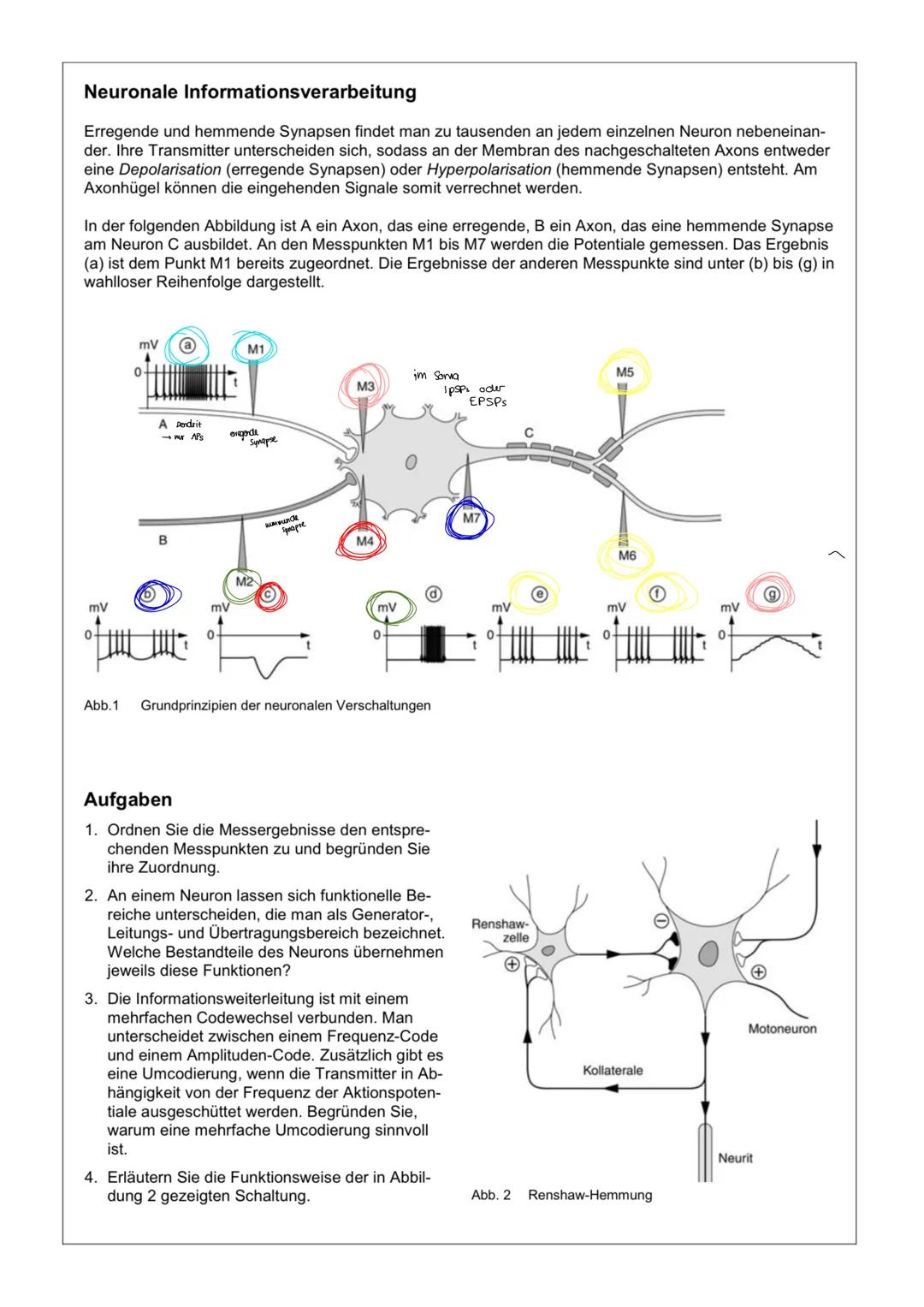 # Biologie Abitur Q3
Neurobiologie --- OCR Start ---
NEUROBIOLOGIE - 
LERNZETTEL
Aufbau von Neuronen
Neuronales Netzwerk aus 2 zellen: (sens
