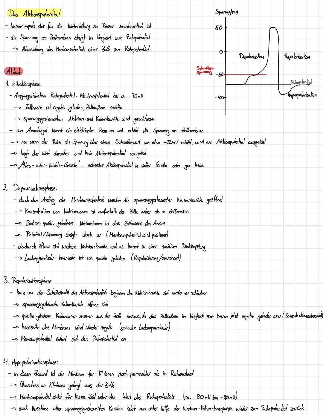 Aktionspotenzial und Erregungsleitung – Ablauf, Phasen und Weiterleitung einfach erklärt