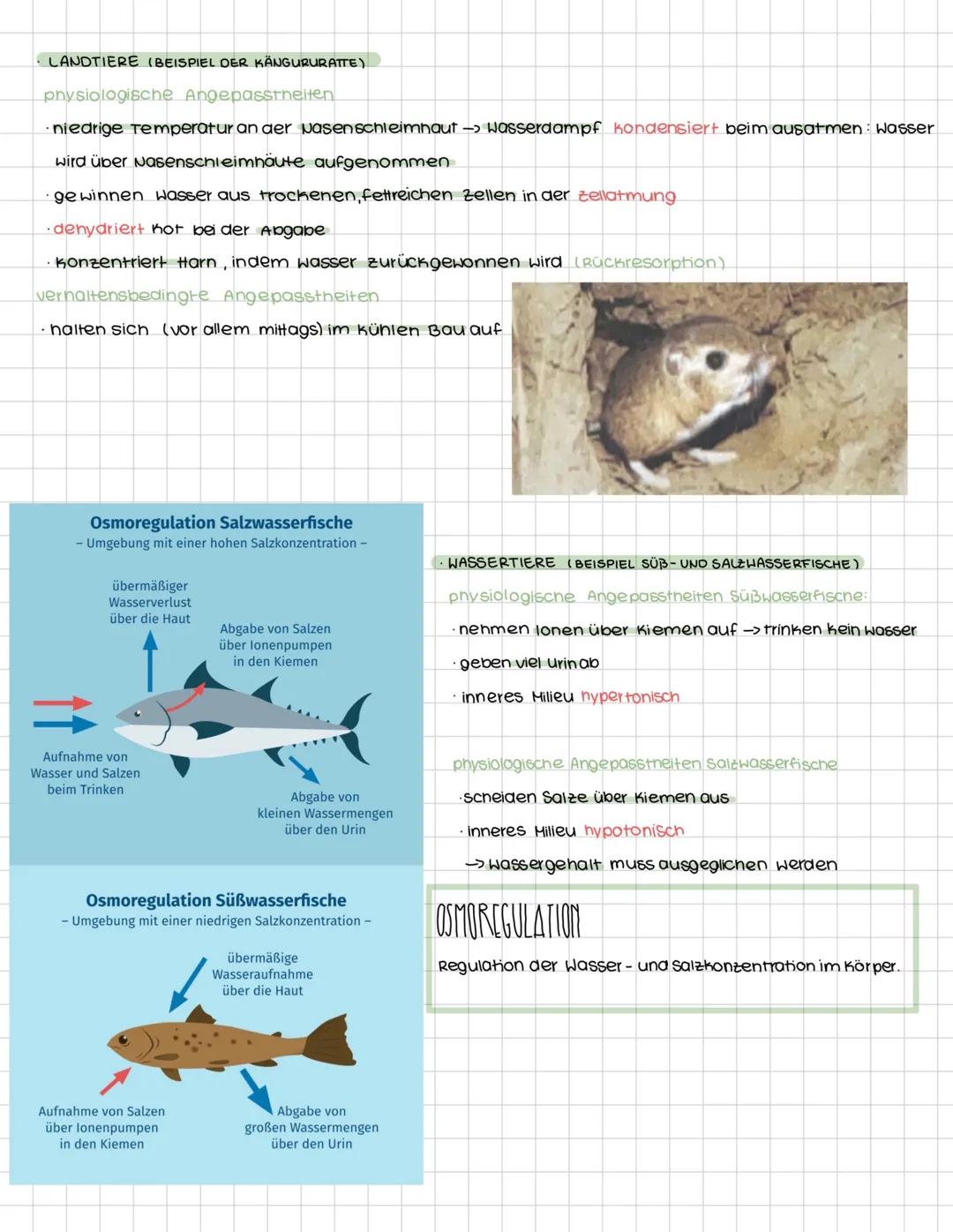 # GRUNDBEGRIFFE DER ÖKOLOGIE
# ÖKOLOGIE
Die Ökologie ist ein Teilgebiet der Biologie. Sie beschäftigt sich mit
Ökologischen Aspekten, wie a
