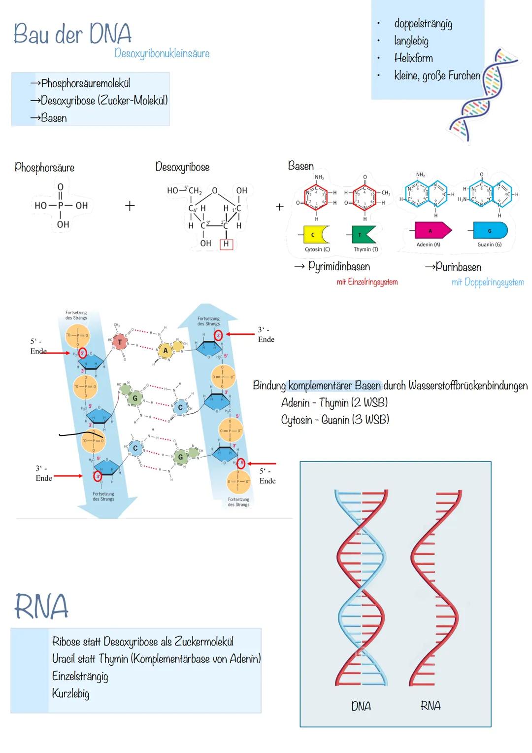 Abiturzusammenfassung Genetik Bio LK NRW 2025