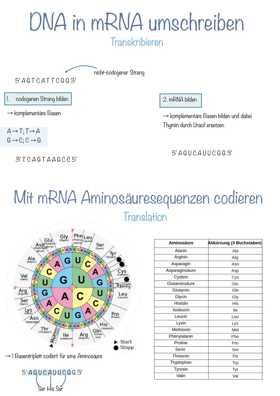 Bau der DNA
Desoxyribonukleinsäure
→Phosphorsäuremolekül
→Desoxyribose (Zucker-Molekül)
→Basen
doppelsträngig
langlebig
Helixform
kleine, gr