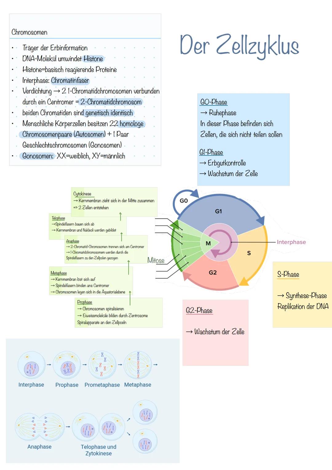 Bau der DNA
Desoxyribonukleinsäure
→Phosphorsäuremolekül
→Desoxyribose (Zucker-Molekül)
→Basen
doppelsträngig
langlebig
Helixform
kleine, gr