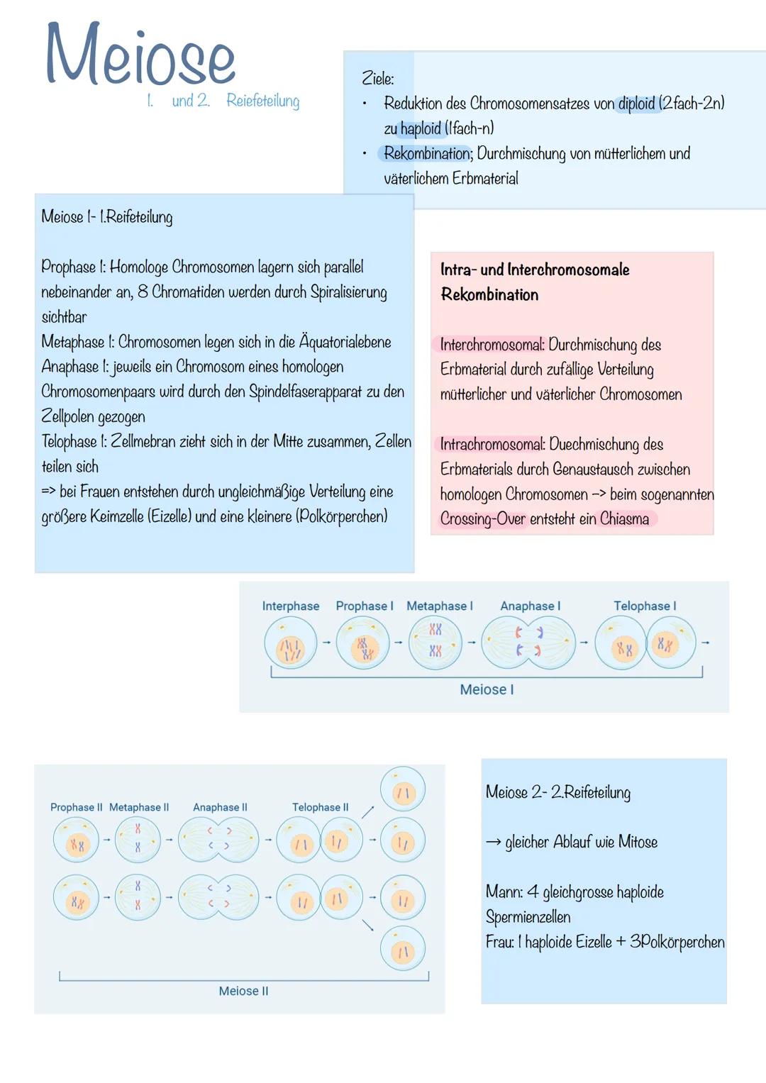 Bau der DNA
Desoxyribonukleinsäure
→Phosphorsäuremolekül
→Desoxyribose (Zucker-Molekül)
→Basen
doppelsträngig
langlebig
Helixform
kleine, gr