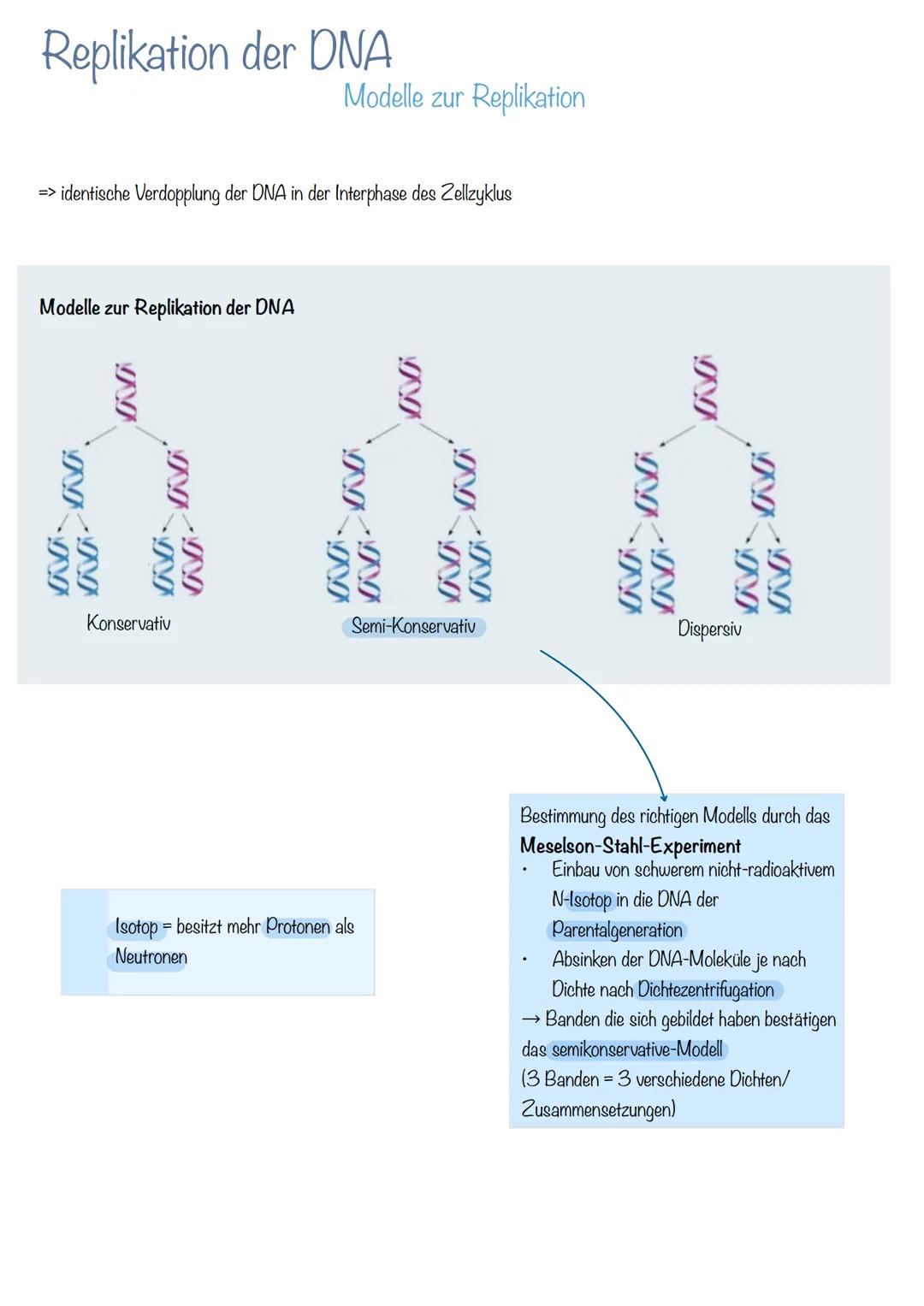 Bau der DNA
Desoxyribonukleinsäure
→Phosphorsäuremolekül
→Desoxyribose (Zucker-Molekül)
→Basen
doppelsträngig
langlebig
Helixform
kleine, gr