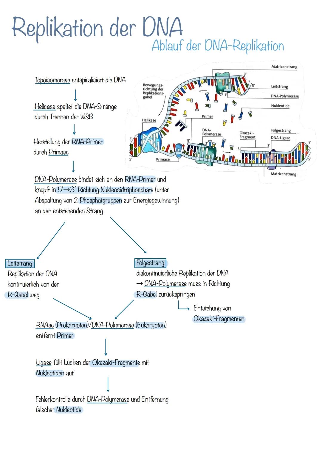 Bau der DNA
Desoxyribonukleinsäure
→Phosphorsäuremolekül
→Desoxyribose (Zucker-Molekül)
→Basen
doppelsträngig
langlebig
Helixform
kleine, gr