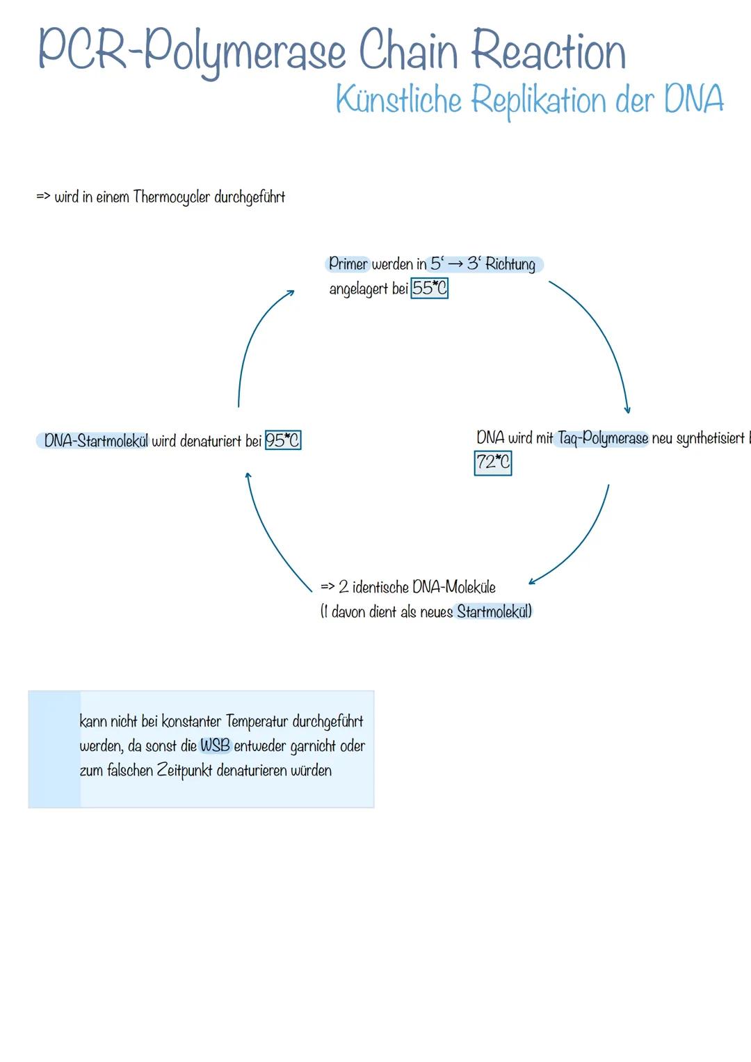 Bau der DNA
Desoxyribonukleinsäure
→Phosphorsäuremolekül
→Desoxyribose (Zucker-Molekül)
→Basen
doppelsträngig
langlebig
Helixform
kleine, gr