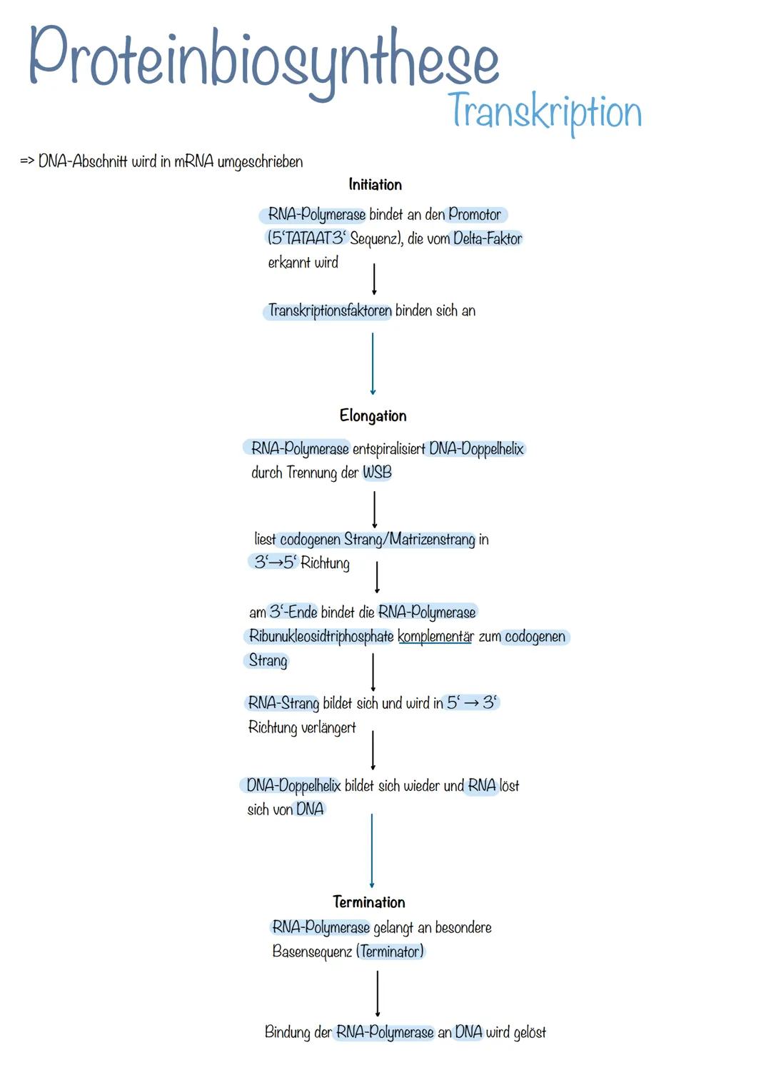 Bau der DNA
Desoxyribonukleinsäure
→Phosphorsäuremolekül
→Desoxyribose (Zucker-Molekül)
→Basen
doppelsträngig
langlebig
Helixform
kleine, gr