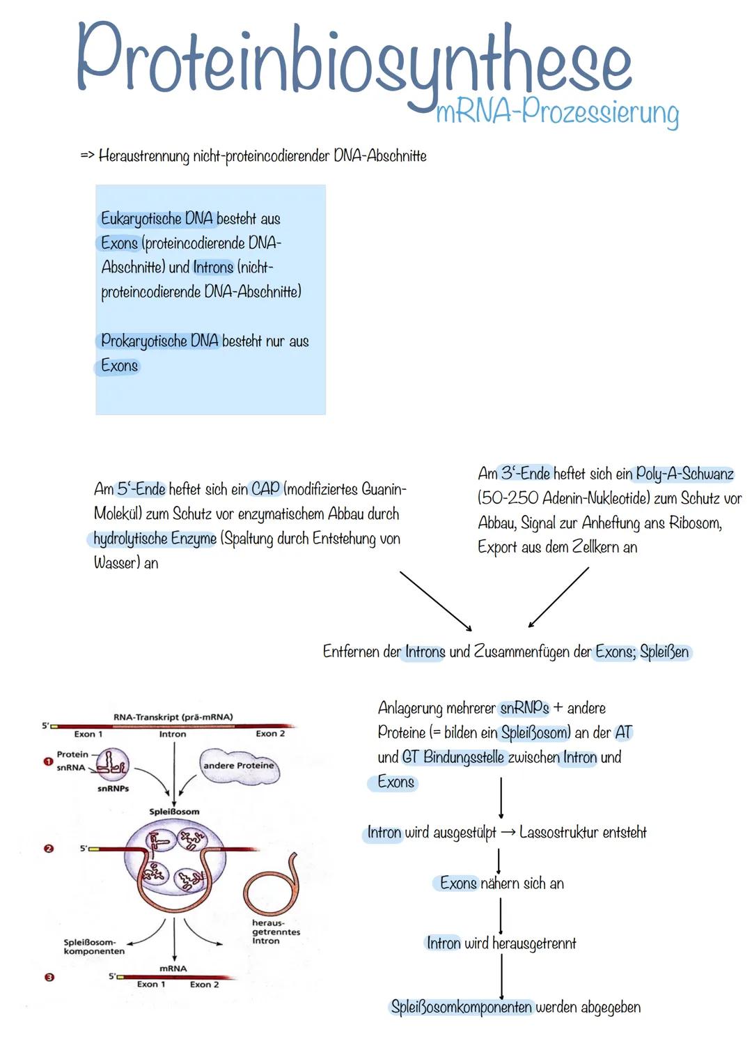 Bau der DNA
Desoxyribonukleinsäure
→Phosphorsäuremolekül
→Desoxyribose (Zucker-Molekül)
→Basen
doppelsträngig
langlebig
Helixform
kleine, gr
