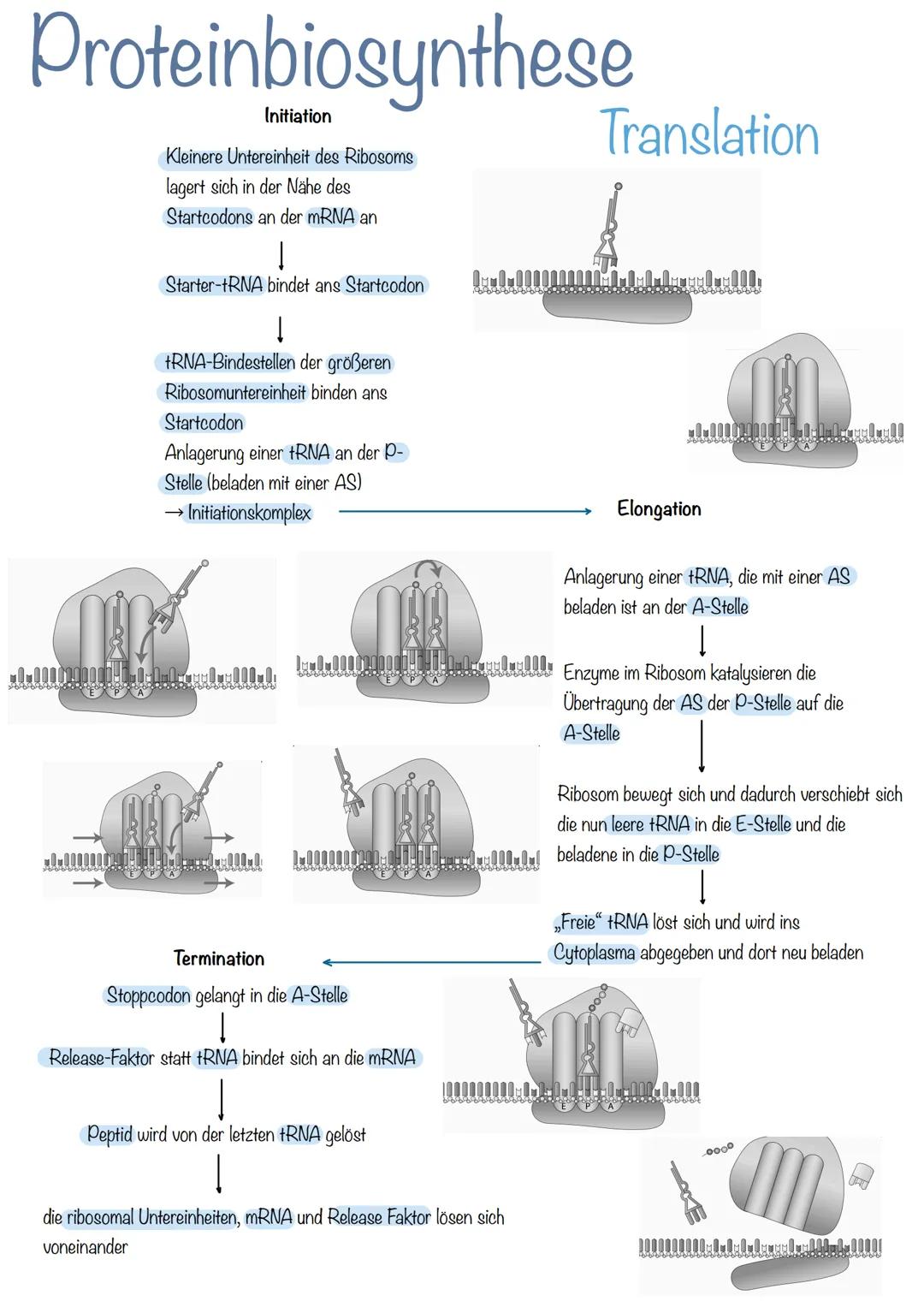 Bau der DNA
Desoxyribonukleinsäure
→Phosphorsäuremolekül
→Desoxyribose (Zucker-Molekül)
→Basen
doppelsträngig
langlebig
Helixform
kleine, gr