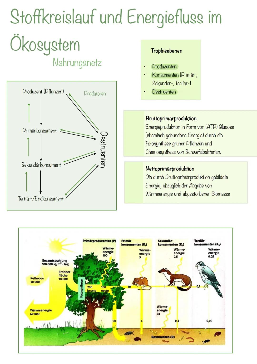 --- OCR Start ---
Ökologie
Ökologie - Die Wissenschaft von den Wechselbeziehungen
zischen Organismen untereinander und mit ihrer Umwelt die