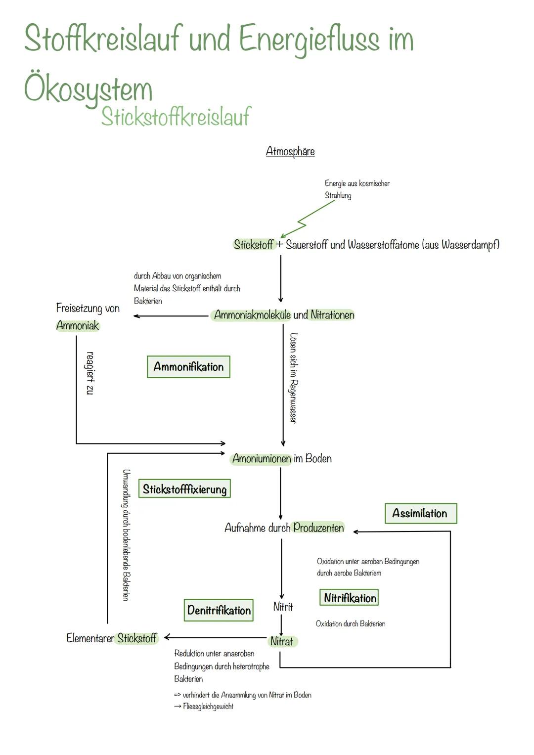 --- OCR Start ---
Ökologie
Ökologie - Die Wissenschaft von den Wechselbeziehungen
zischen Organismen untereinander und mit ihrer Umwelt die