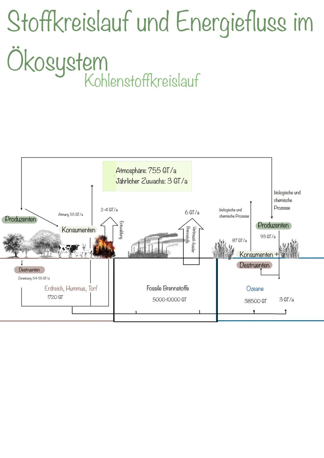 --- OCR Start ---
Ökologie
Ökologie - Die Wissenschaft von den Wechselbeziehungen
zischen Organismen untereinander und mit ihrer Umwelt die
