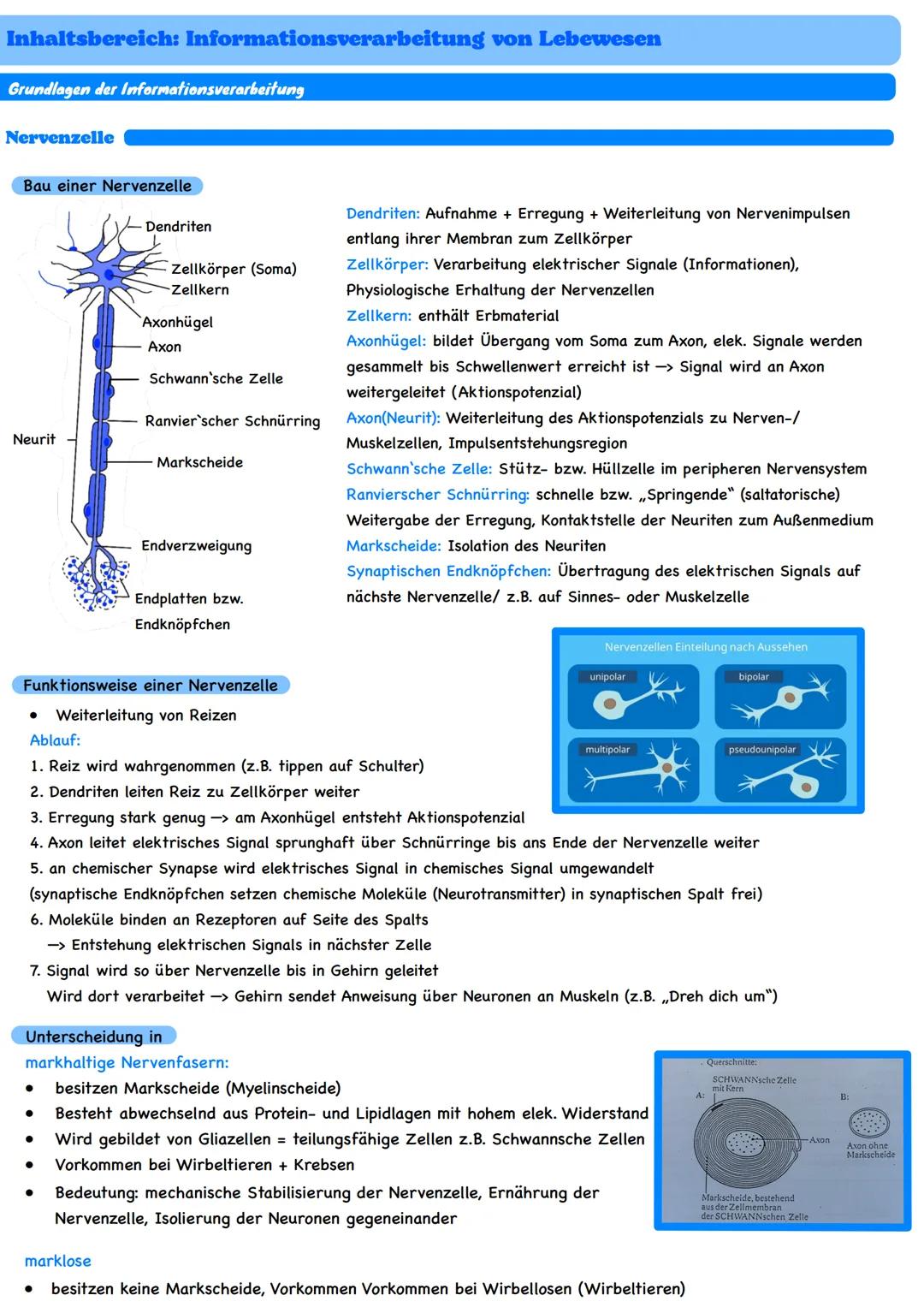 Biologie Abitur // Informationsverarbeitung in Lebewesen
