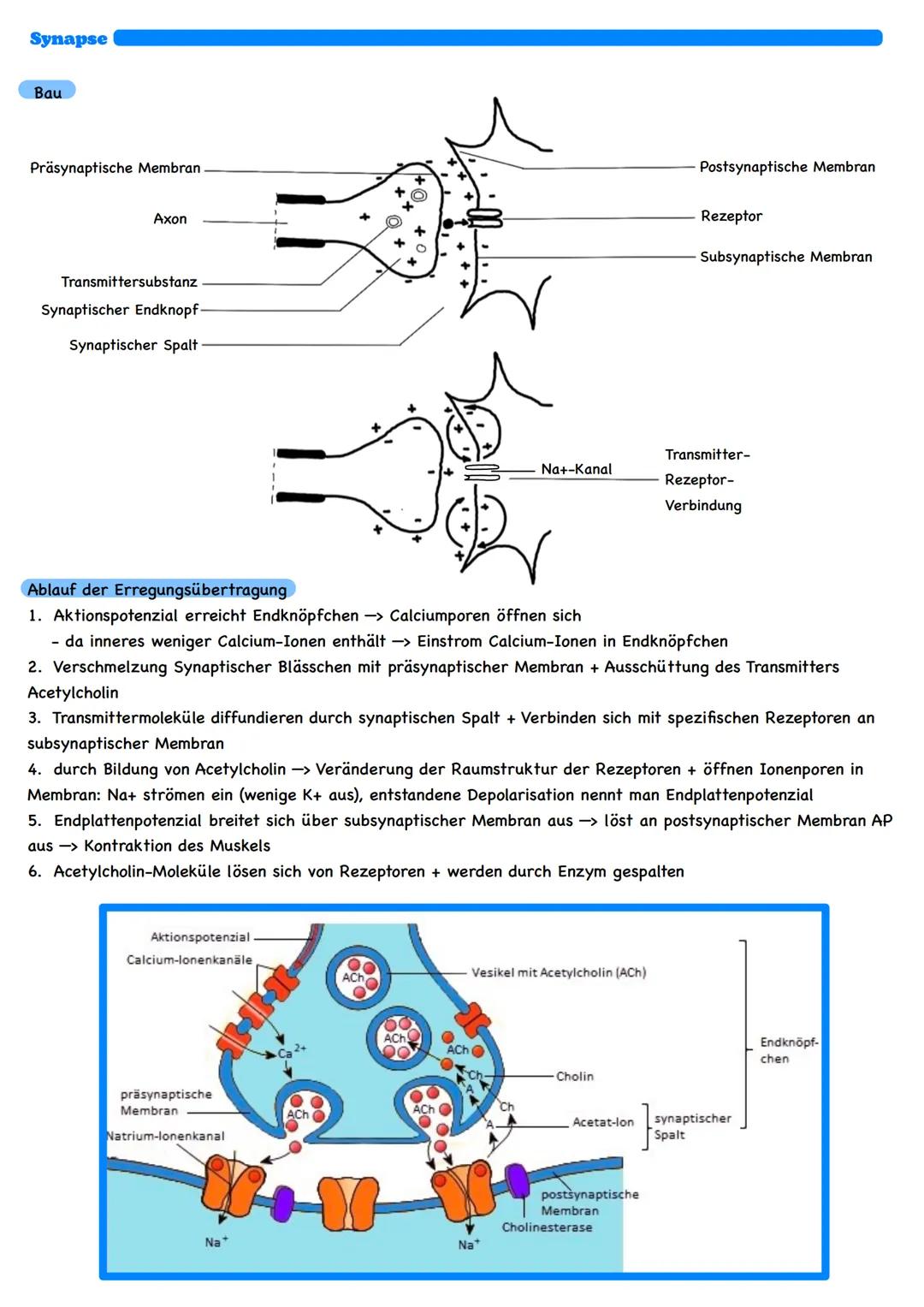 Inhaltsbereich: Informationsverarbeitung von Lebewesen
Grundlagen der Informationsverarbeitung
Nervenzelle
Bau einer Nervenzelle
Neurit
Dend