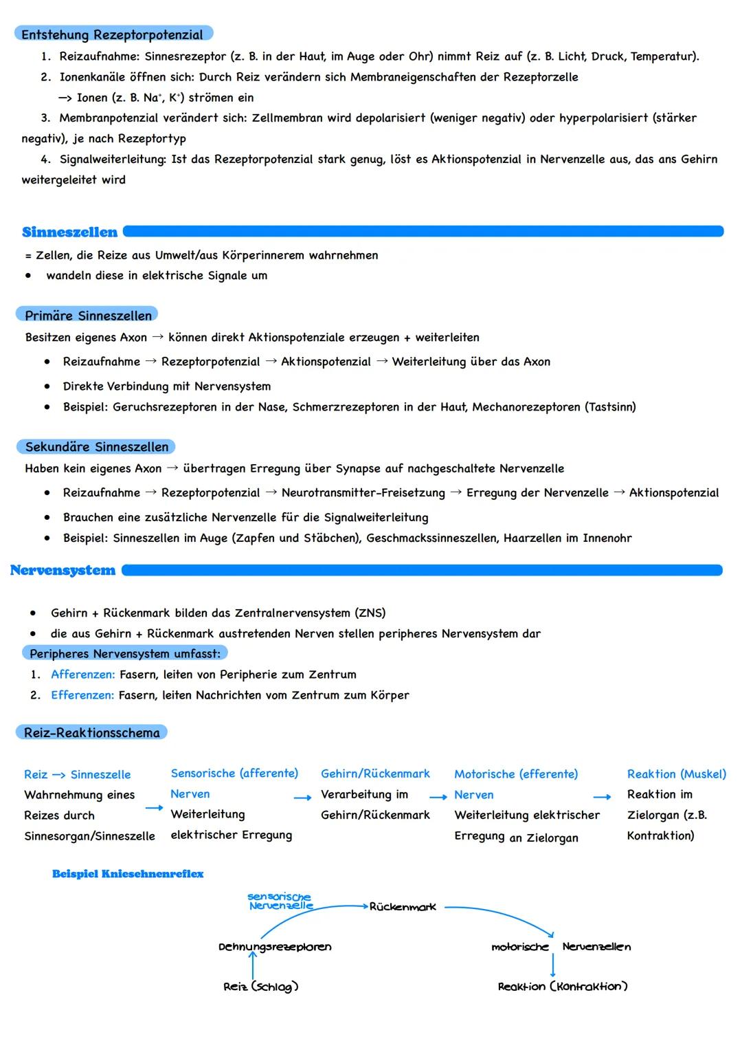 Inhaltsbereich: Informationsverarbeitung von Lebewesen
Grundlagen der Informationsverarbeitung
Nervenzelle
Bau einer Nervenzelle
Neurit
Dend