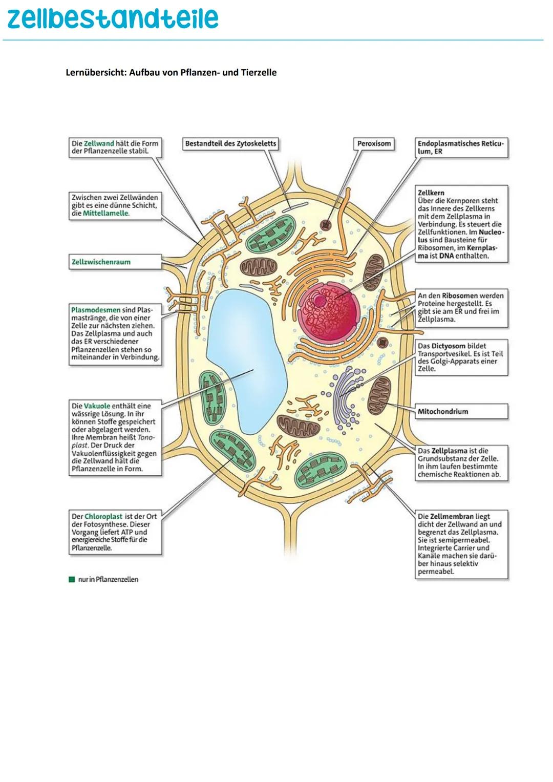 ## zellbestandteile
## Lernübersicht: Aufbau von Pflanzen- und Tierzelle
Die Zellwand hält die Form
der Pflanzenzelle stabil.
Bestandteil