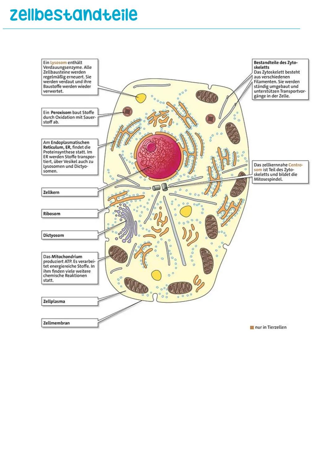 ## zellbestandteile
## Lernübersicht: Aufbau von Pflanzen- und Tierzelle
Die Zellwand hält die Form
der Pflanzenzelle stabil.
Bestandteil