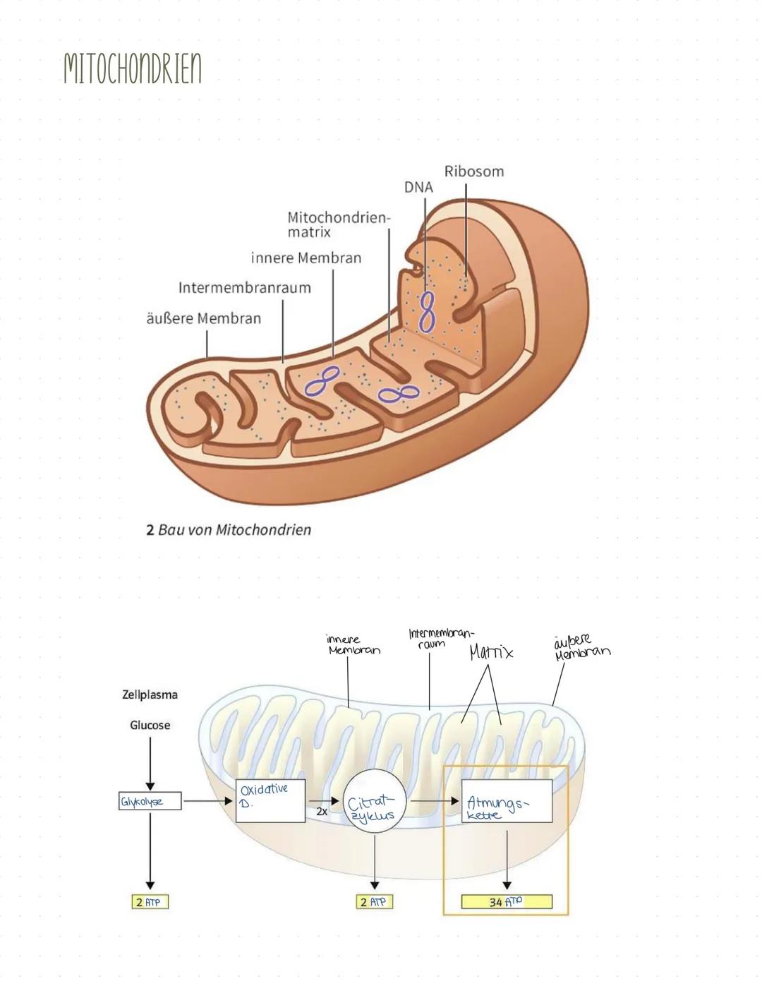MITOCHONDRIEN
Mitochondrien-
matrix
innere Membran
Intermembranraum
äußere Membran
2 Bau von Mitochondrien
Zellplasma
Glucose
Oxidative
Glyk