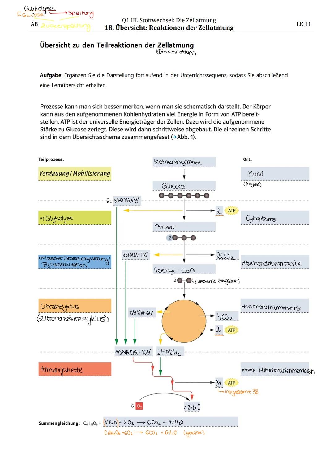 MITOCHONDRIEN
Mitochondrien-
matrix
innere Membran
Intermembranraum
äußere Membran
2 Bau von Mitochondrien
Zellplasma
Glucose
Oxidative
Glyk